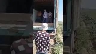 Арбуз