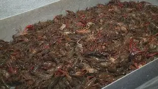 LA crawfish shortage, prices high, Lt. Gov. Billy Nungesser says