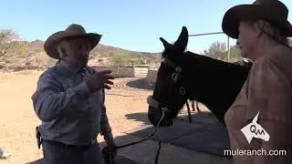 Before You Get In the Saddle and Ride Your Mule