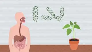 carbohydrates