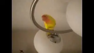 Lovebird lutino dancing