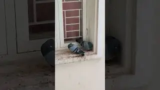 Shelter for them🥲#shorts #youtube #birds