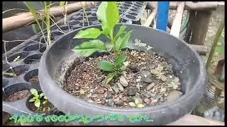Apple Seedlings, Cherry Tomatoes and Eggplants..Added New Plants in our Yard :)
