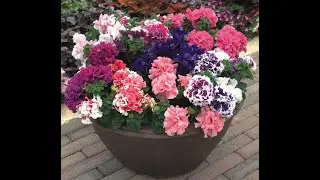 Terry Petunia|Overview of Terry Petunia Varieties.|Overview of Petunia Seeds for 2022|What Will I...