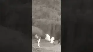 Милки с нами больше нет. Пришлось нам расстаться с нашей любимицей, как бы мы этого не хотели.