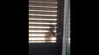 KUCING BERSIN ‼️BERSIN BIKIN MALING GAGAL BERAKSI. #catlover #justforfun #cat
