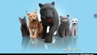 Играю в симулятор гепарда и симулятор котикаヽ(*≧ω≦)ﾉ