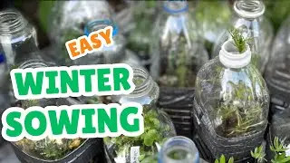 🇨🇦 Easy Winter Sowing  |Nino and Lo👨🏾‍🍳👩🏽‍🌾