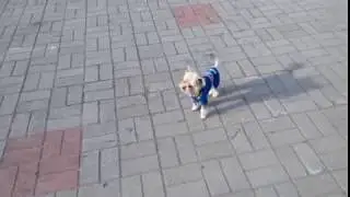 Шарик   Регтайм