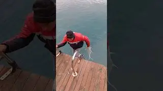 At çek balık avı. Bu balık kalamayı yakar. 