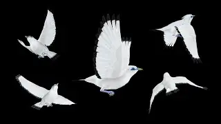 Bali Mynah - Flying Loops and Transitions