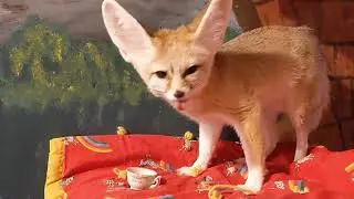 Ikigai The Fennec Fox Drinks Coconut Water