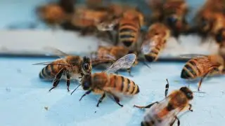 The Fields Honey - 2024