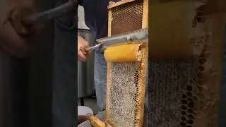 Pure honey #honey #bee #bees #beekeeping #madu #nature #savethebees #honeybee #love