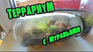 ВЛОГ : Делаю Террариум с Муравьями . Как сделать Вечный Террариум .