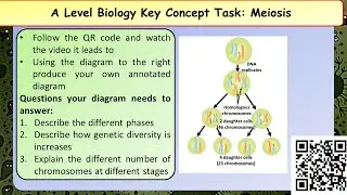 A Level Biology Meiosis revision