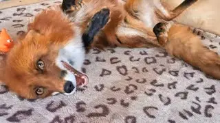 ALFIK FOX - Good Morning Yall