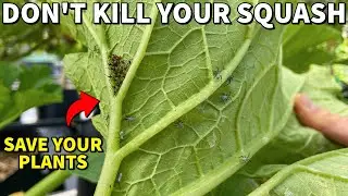 This Mistake Is How New Gardeners Kill Their Squash Plants