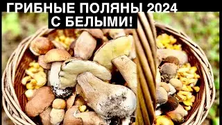 ГРИБНЫЕ ПОТРЯСЕНИЯ, БЕЛЫЕ НА КАЖДОМ ШАГУ 2024