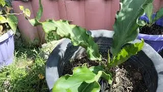 HASIL SETELAH PROSES POTONG DAUN GELOMBANG CINTA KECIL‼️DAUN ANTHURIUM BESAR DARI DAUN SEBELUMNYA