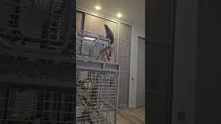 Жако Бендер зовёт собаку Бориса .
