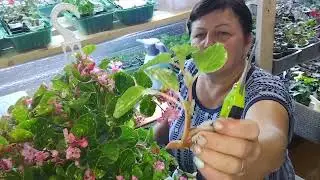 ✂️стрижка бегонии Шарм