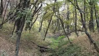 ВИДЕОФОН овраг в движении ОСЕНЬ