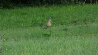 Srna na lúke