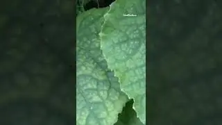 Так выглядит паутинный клещ 