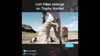 Lion takes revenge on Trophy hunter!