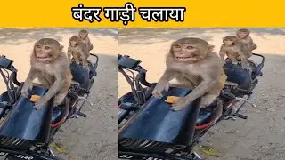 bike V/S gorilla dance video