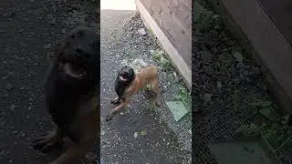 тётя Мира, пошли играть! #малинуа #собака