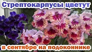 Flowering streptocarpus in the fall after a hot summer. Overview of streptocarpus varieties