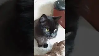 "Кузя.Только генетика#
