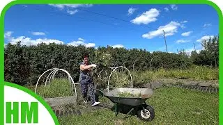 6 августа Уборка в огороде