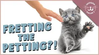 My Cat Doesn't Like to Be Touched!
