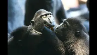 Mouth approach