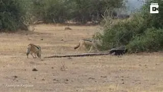 Bal Porsuğu vs. Piton vs. Çakal