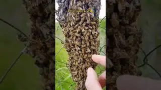 🐝🍯
