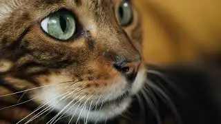 Leopard colored kitten with big green eyes #Animals #Cute #Dogs #Cats