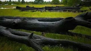 ★ Мореный дуб. ★  Что это такое и почему вы разбогатеете, если найдете его?