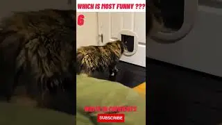 Funny Animals compilation part 10 #shorts