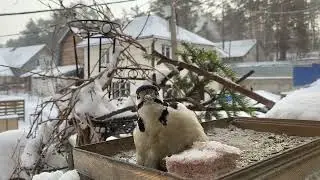 В минус сорок даже дятел бессилен