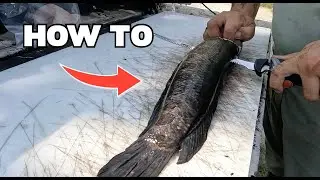 HOW TO: FILET A NORTHERN SNAKEHEAD