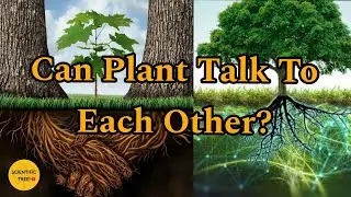 क्या Plants भी एक-दुसरे से बाते करते हैं? | Can Plant Talk To Each Other!!