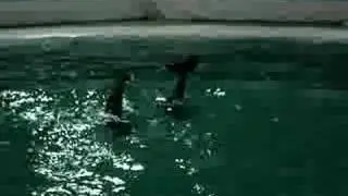 Dolphin Show @ MoA - part3