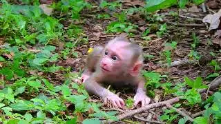So very sa-d 😢, Mother monkey bloc-king milk, Sa-dness video #monkey #animal #fyp #foryou #fb #video