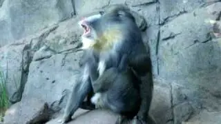 Mandrill's at the Melbourne Zoo.