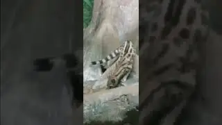 Large spotted Genet at the cincinnati zoo #animal #bringingthezootoyou #animals #zooamerica