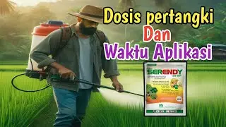 Rahasia Padi Berlimpah: Menggunakan Herbisida Serendy dengan Tepat!